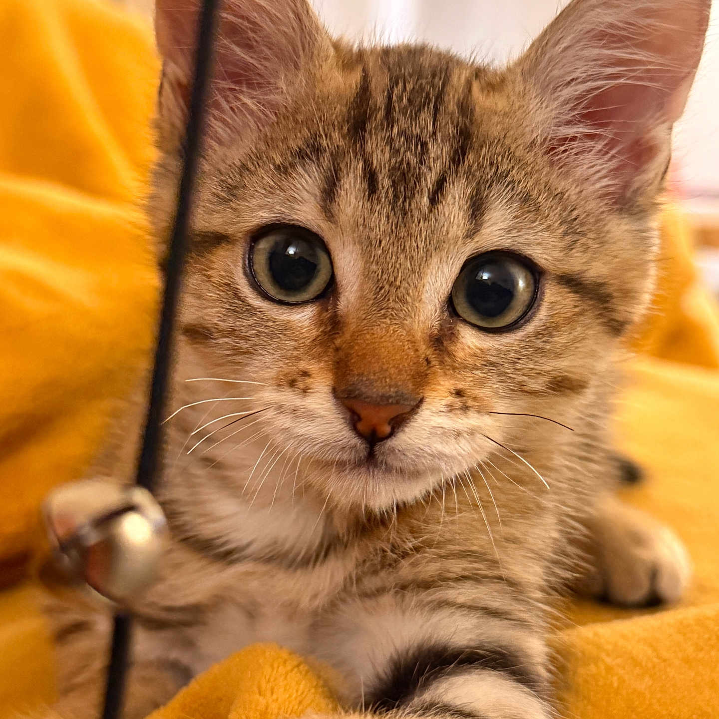 Switch participe au concours pour gagner de l'argent avec cette photo : animal, cat, close_up, curious, cute, domestic_cat, ears, feline, fur, indoor, kitten, paw, pet, playful, portrait, soft, tabby, whiskers, yellow_blanket, young