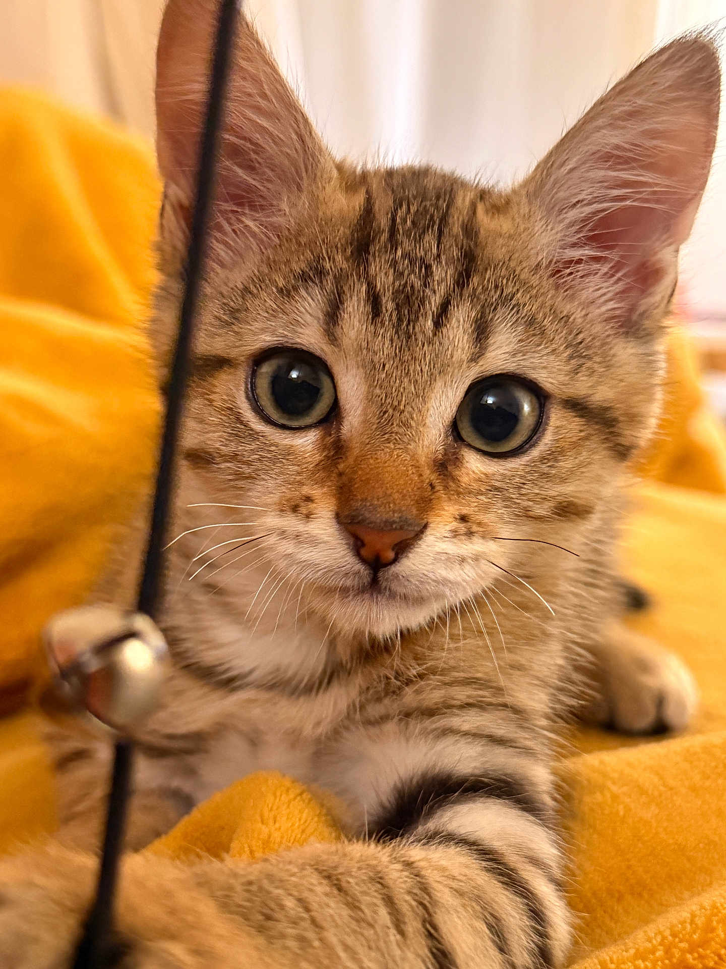 Switch participe au concours pour gagner de l'argent avec cette photo : animal, cat, close_up, curious, cute, domestic_cat, ears, feline, fur, indoor, kitten, paw, pet, playful, portrait, soft, tabby, whiskers, yellow_blanket, young