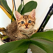 Switch participe au concours pour gagner de l'argent avec cette photo : kitten, cat, plant, potted_plant, green_leaves, curious, wide_eyes, fur, nature, indoor, close_up, pet, animal, cute, young, fluffy, adorable, whiskers, ears, background_blur