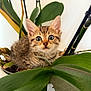 kitten, cat, plant, potted_plant, green_leaves, curious, wide_eyes, fur, nature, indoor, close_up, pet, animal, cute, young, fluffy, adorable, whiskers, ears, background_blur