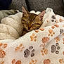 adorable, animal, blanket, cat, comfort, cozy, cushion, cute, fur, furniture, indoor, kitten, nap, paw_prints, pet, resting, sleeping, soft, tabby, warm