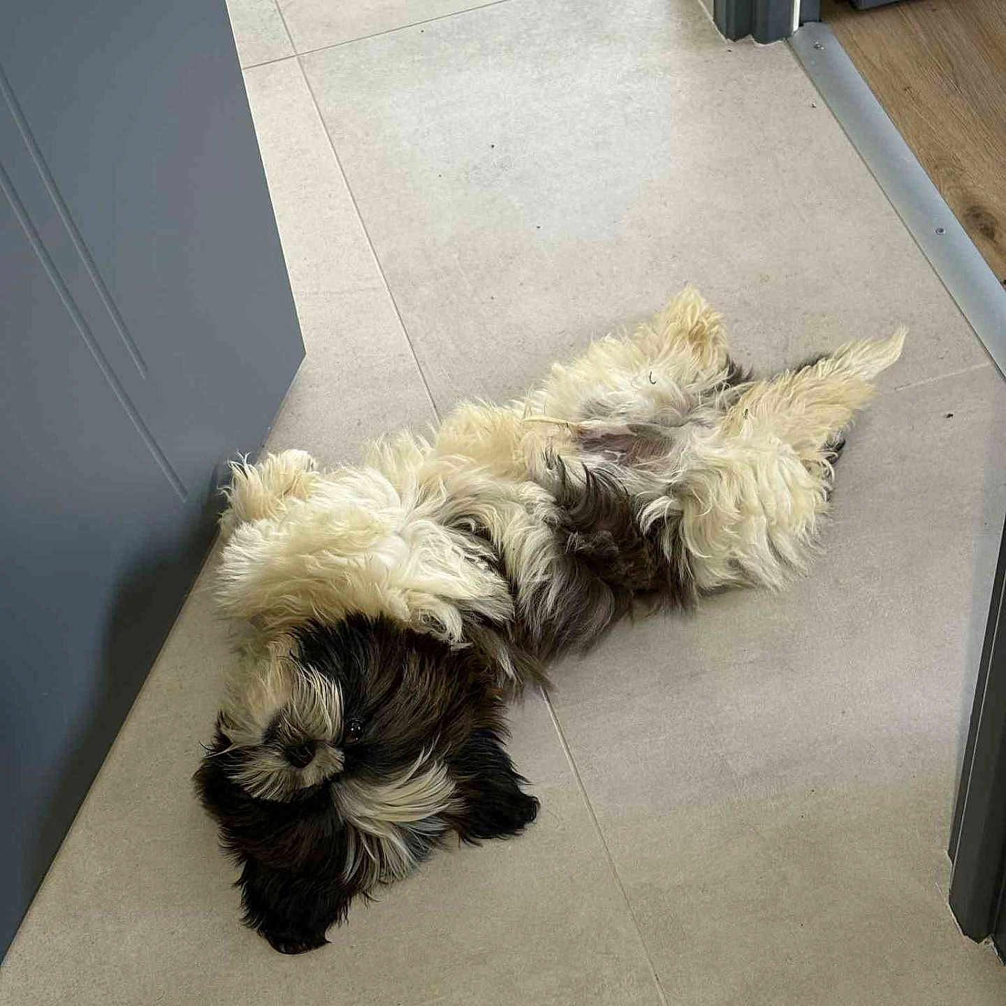 Armand a rejoint le concours — aidez-le/la à gagner de superbes lots ! adorable, animal, black_and_white, companionship, cute, dog, domestic, doorway, floor, fluffy, fur, home, indoor, laying, lying_down, pet, relaxed, resting, small_dog, tile