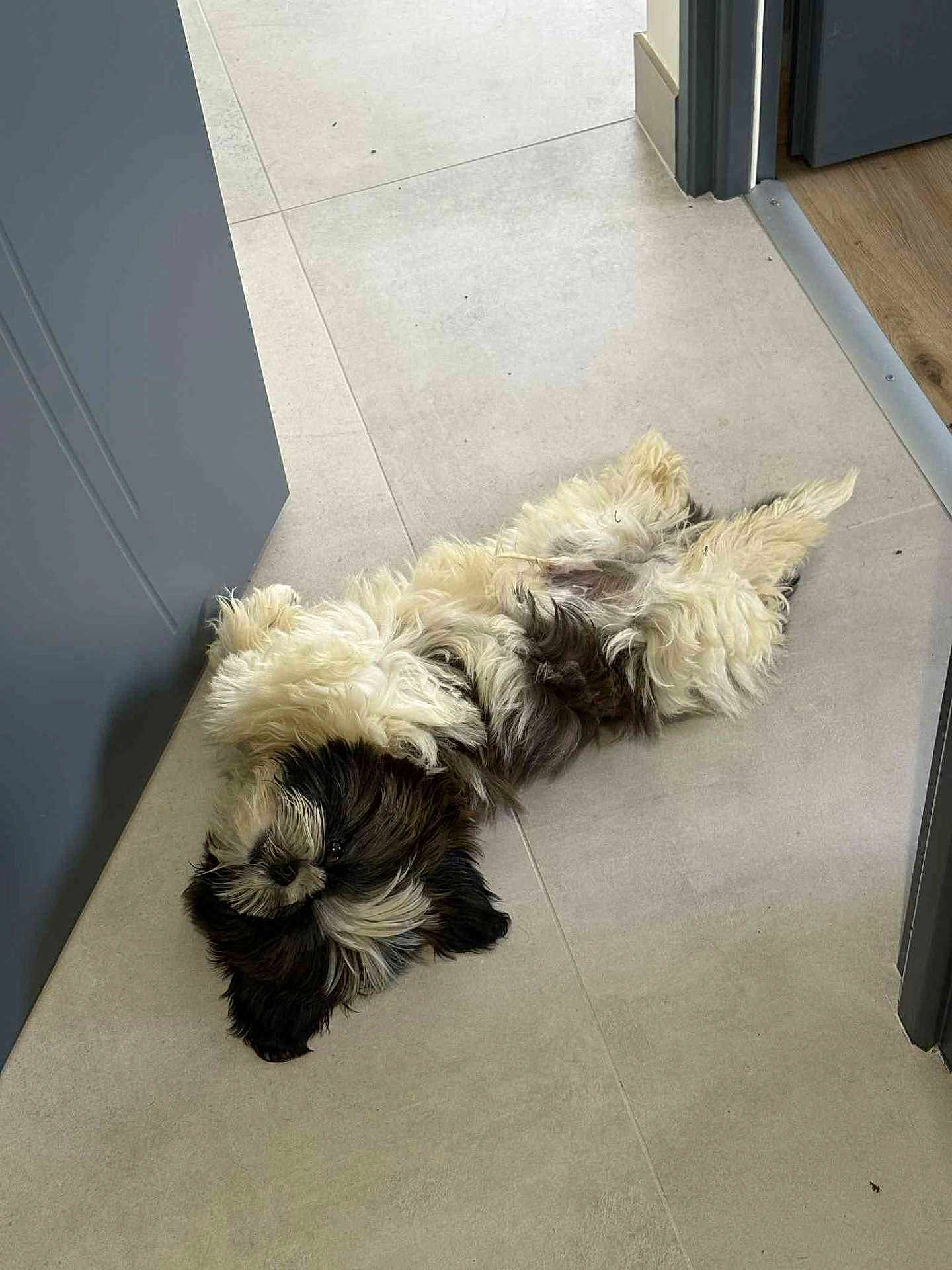 Armand a rejoint le concours — aidez-le/la à gagner de superbes lots ! adorable, animal, black_and_white, companionship, cute, dog, domestic, doorway, floor, fluffy, fur, home, indoor, laying, lying_down, pet, relaxed, resting, small_dog, tile
