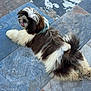 animal, black_and_white, canine, collar, companion, cute, dog, fluffy, fur, happy, laying_down, looking_back, outdoor, pet, playful, puppy, resting, small_dog, tile_floor, tongue_out