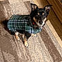 Macy is registered to the contest to win money with this photo: dog, pet, small_dog, plaid_coat, green_coat, collar, rug, tile_floor, indoor, looking_up, ears_up, brown_eyes, black_fur, tan_markings, paws, sitting, cute, attentive, home_interior, floor_mat