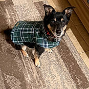 Macy is registered to the contest to win money with this photo: dog, pet, small_dog, plaid_coat, green_coat, collar, rug, tile_floor, indoor, looking_up, ears_up, brown_eyes, black_fur, tan_markings, paws, sitting, cute, attentive, home_interior, floor_mat