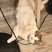 Milo is registered to the contest to win money with this photo: cat, feline, pet, collar, indoor, carpet, paw, lying_on_back, wires, table_leg, relaxed, belly_up, cute, whiskers, green_eyes, white_fur, tabby_markings, floor, home, curious_gaze