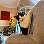 cat, black_and_white_cat, kitten, pet, cat_tree, indoor, christmas_tree, bokeh, curious, looking_at_camera, whiskers, ears, eyes, cozy, furniture, portrait, fur, home, toy, holiday