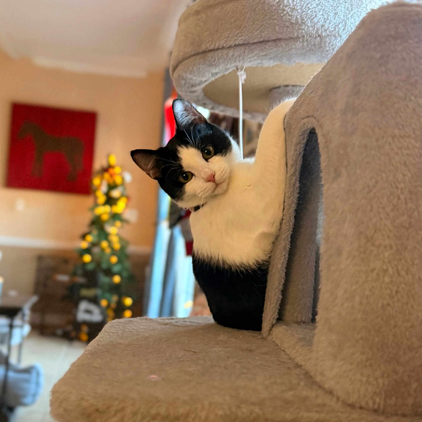 Kinsy joined the competition — help win amazing prizes! black_and_white_cat, bokeh, cat, cat_tree, christmas_tree, cozy, curious, ears, eyes, fur, furniture, holiday, home, indoor, kitten, looking_at_camera, pet, portrait, toy, whiskers