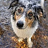 dog, wet_dog, water, shallow_water, outdoor, nature, pebbles, curious, animal, canine, looking_up, sunlight, reflection, fur, ears, brown_eyes, portrait, standing, playful, river_bed
