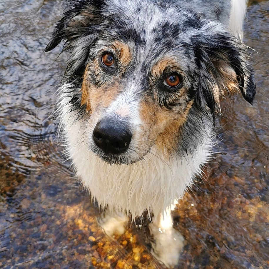 Java participe au concours pour gagner de l'argent avec cette photo : dog, wet_dog, water, shallow_water, outdoor, nature, pebbles, curious, animal, canine, looking_up, sunlight, reflection, fur, ears, brown_eyes, portrait, standing, playful, river_bed
