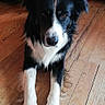 dog, black_and_white, border_collie, wooden_floor, indoor, pet, canine, lying_down, living_room, sofa, fur, animal, domestic_animal, floor, cute, eyes, portrait, home, calm, furniture