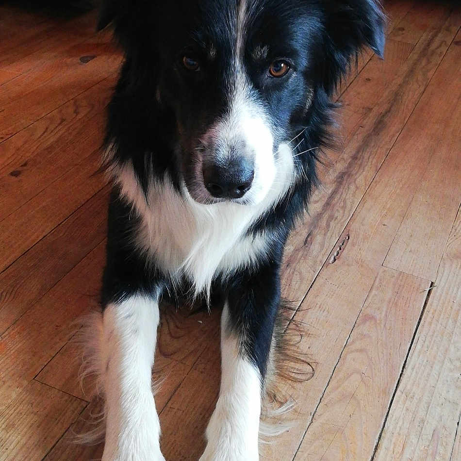 Maïko