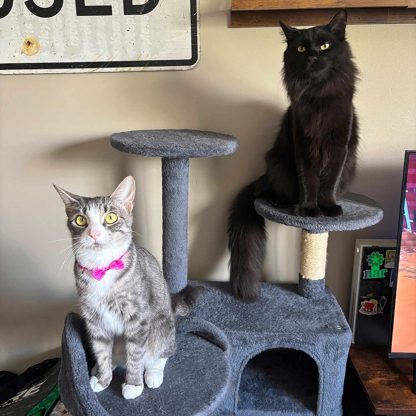 Atlas And Athena is registered to the contest to win money with this photo: black_cat, cat, cat_tree, cozy, curious, domestic, feline, figurine, furniture, home, indoor, perched, pet, pink_bow_tie, playful, shelf, sitting, tabby_cat, toy, wall_sign