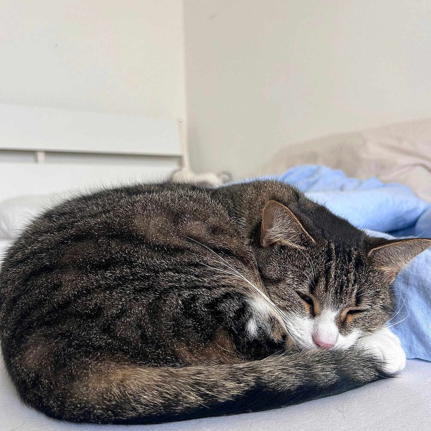 Moon participe au concours pour gagner de l'argent avec cette photo : abyssinian, animal, bed, bedroom, blanket, cat, couch, cushion, egyptiancat, furniture, homedecor, indoors, kitten, manx, person, pet, room, sleeping