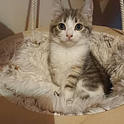 Tsuki a rejoint le concours — aidez-le/la à gagner de superbes lots ! animal, bed, cat, comfort, cozy, cute, domestic, ears, eyes, feline, fur, furry, hammock, indoor, kitten, pet, resting, small, whiskers, young