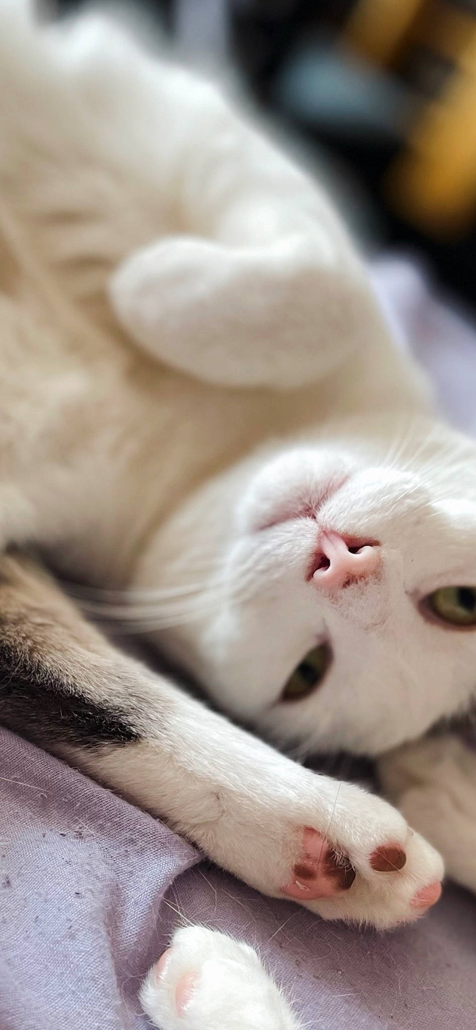 Zelda participe au concours pour gagner de l'argent avec cette photo : carnivore, cat, claw, comfort, domestic_short_haired_cat, ear, fawn, felidae, fur, nail, nap, nose, paw, skin, sleep, small_to_medium_sized_cats, snout, tail, terrestrial_animal, whiskers