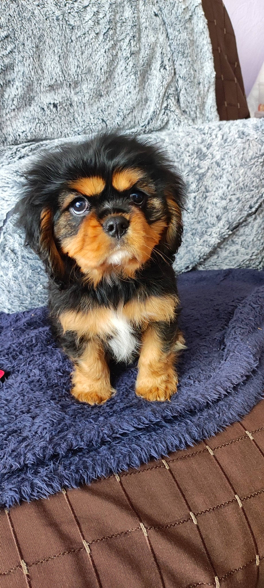 Takin participe au concours pour gagner de l'argent avec cette photo : canidae, carnivore, companion_dog, dog, dog_breed, eye, fawn, flooring, fur, liver, non_sporting_group, pattern, puppy, sporting_group, terrestrial_animal, toy_dog, wood, working_animal