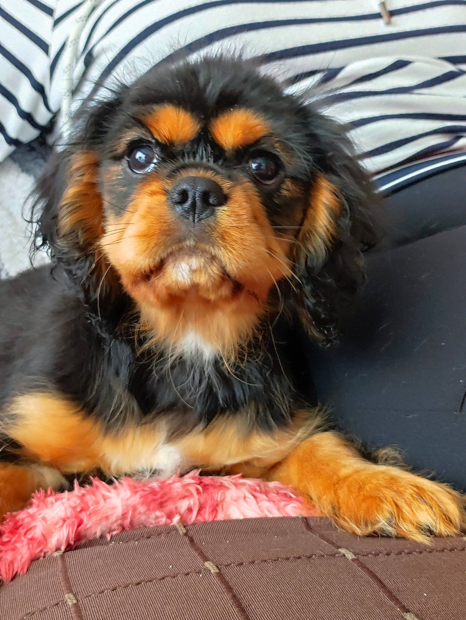 Takin participe au concours pour gagner de l'argent avec cette photo : canidae, carnivore, cavalier_king_charles_spaniel, companion_dog, dog, dog_breed, fawn, fur, liver, puppy, snout, sporting_group, terrestrial_animal, toy_dog, whiskers, working_animal, working_dog
