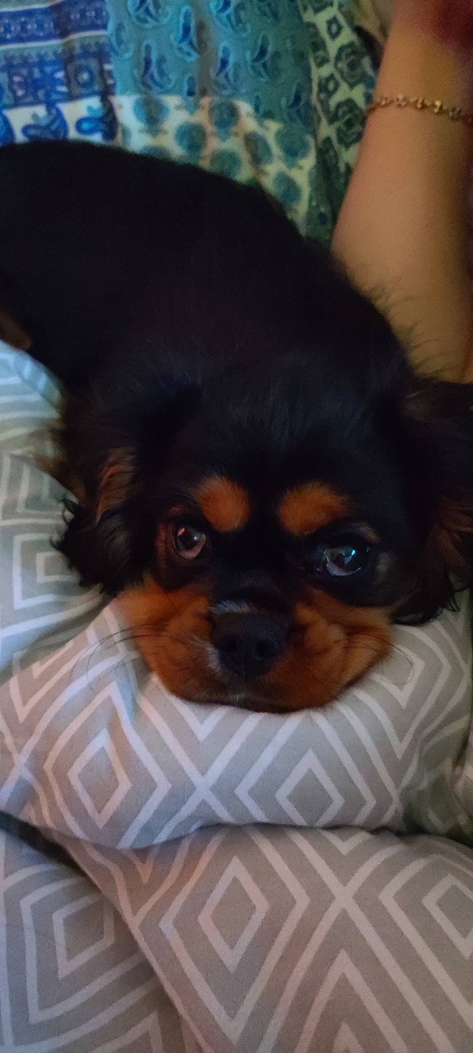 Takin a rejoint le concours — aidez-le/la à gagner de superbes lots ! canidae, carnivore, companion_dog, darkness, dog, dog_breed, ear, fawn, fur, liver, puppy, snout, sporting_group, terrestrial_animal, tibetan_spaniel, toy_dog, whiskers, working_animal