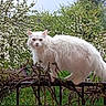 animal, blossoms, cat, curious, daylight, fence, fluffy, garden, greenery, leaves, mammal, nature, outdoor, perched, pet, rustic, spring, tree, white_cat, wildlife