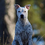 Hyona a rejoint le concours — aidez-le/la à gagner de superbes lots ! alert, animal, black_nose, blurred_background, canine, daylight, dog, ears, fur, grass, mammal, nature, outdoor, pet, portrait, sitting, spotted_dog, tree, white_dog, wildlife