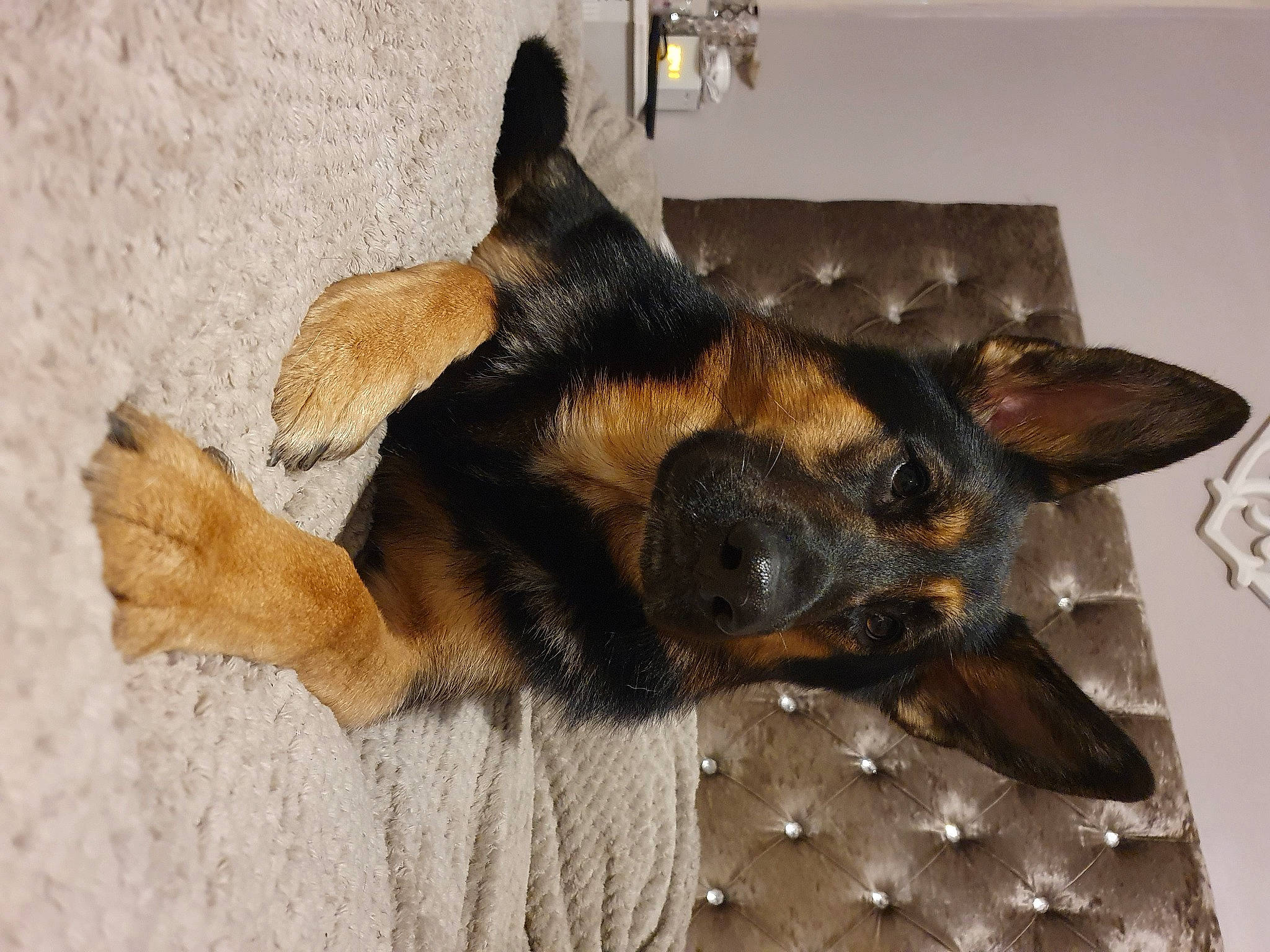 Bear joined the competition — help win amazing prizes! carnivore, comfort, companion_dog, dog, dog_breed, fur, german_shepherd_dog, guard_dog, nap, old_german_shepherd_dog, paw, pinscher, sleep, snout, terrestrial_animal, toy_dog, working_animal, working_dog