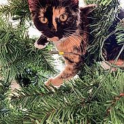 Nova is registered to the contest to win money with this photo: cat, tortoiseshell_cat, christmas_tree, greenery, branches, pet, animal, curious, holiday, festive, indoor, fur, whiskers, eyes, playful, nature, closeup, tree, mischievous, cute