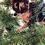 cat, tortoiseshell_cat, christmas_tree, greenery, branches, pet, animal, curious, holiday, festive, indoor, fur, whiskers, eyes, playful, nature, closeup, tree, mischievous, cute