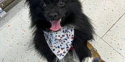 Montel joined the competition — help win amazing prizes! dog, black_dog, bandana, pet, indoor, tile_floor, leash, jumping, happy, playful, animal, canine, store, retail, cute, fur, tongue_out, excited, small_dog, spot_pattern