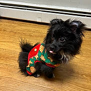 Montel is registered to the contest to win money with this photo: dog, puppy, black_fur, fluffy, sweater, clothing, indoor, wooden_floor, tongue_out, cute, small, pet, animal, adorable, holiday_theme, cozy, fur, ears, eyes, tail