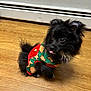 dog, puppy, black_fur, fluffy, sweater, clothing, indoor, wooden_floor, tongue_out, cute, small, pet, animal, adorable, holiday_theme, cozy, fur, ears, eyes, tail