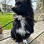 dog, black_and_white, fluffy, sitting, outdoor, picnic_table, leash, tree, grass, house, daytime, fur, pet, canine, collar, nature, portrait, side_view, animal, cute