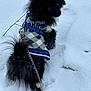 dog, black_dog, snow, winter, sweater, leash, pet, outdoor, fur, cold, animal, walking, cute, fluffy, blue, argyle, harness, snowflakes, curious, standing