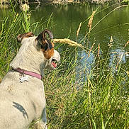 Lilo a rejoint le concours — aidez-le/la à gagner de superbes lots ! dog, grass, pond, water, nature, outdoor, sunlight, greenery, animal, collar, pet, mammal, side_view, canine, summer, peaceful, wildlife, shadows, relaxation, scenery