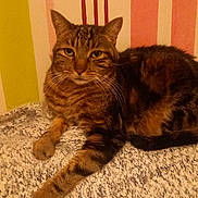 Calin a rejoint le concours — aidez-le/la à gagner de superbes lots ! animal, background, blanket, calm, cat, comfort, cozy, cute, feline, fur, indoor, paw, pet, relaxed, resting, striped_fur, striped_wallpaper, tabby_cat, texture, whiskers