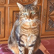 Calin a rejoint le concours — aidez-le/la à gagner de superbes lots ! cat, cozy, domestic_animal, feline, furniture, gaze, green_eyes, home, indoor, paw, pet, portrait, sitting, stripes, tabby, table, tablecloth, tail, whiskers, wooden_cabinet