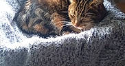 Calin a rejoint le concours — aidez-le/la à gagner de superbes lots ! blanket, cat, cozy, curled_up, daylight, domestic_animal, fur, furniture, home, indoor, peaceful, pet, quiet, relaxed, resting, sleeping, sunlight, tabby_cat, window, wooden_cabinet