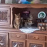 Calin a rejoint le concours — aidez-le/la à gagner de superbes lots ! animal, blurred, cat, cozy, decorative_plate, doily, figurine, furniture, home_decor, indoor, knickknacks, ornate_woodwork, pet, photo, portrait, shelf, sitting, tabby_cat, vintage_style, wooden_cabinet