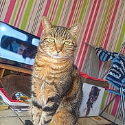 Calin participe au concours pour gagner de l'argent avec cette photo : animal, box, brown_tabby, cat, cozy, curious, decor, domestic_cat, furniture, green_eyes, household, indoor, mammal, pet, relaxed, sitting, striped_wallpaper, tabby_cat, table, television