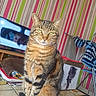 animal, box, brown_tabby, cat, cozy, curious, decor, domestic_cat, furniture, green_eyes, household, indoor, mammal, pet, relaxed, sitting, striped_wallpaper, tabby_cat, table, television