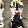 Yoshi is registered to the contest to win money with this photo: dog, black_coat, leash, stone_baluster, snow, cityscape, buildings, pillars, winter, outdoor, tail, animal, urban, sky, architecture, daytime, walking, pet, fur, cold_weather