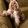 Cocoa joined the competition — help win amazing prizes! dog, schnauzer, pet, canine, fur, beard, paw, couch, indoor, seated, brown, texture, collar, tag, animal, mammal, companion, relaxed, looking_at_camera, furniture
