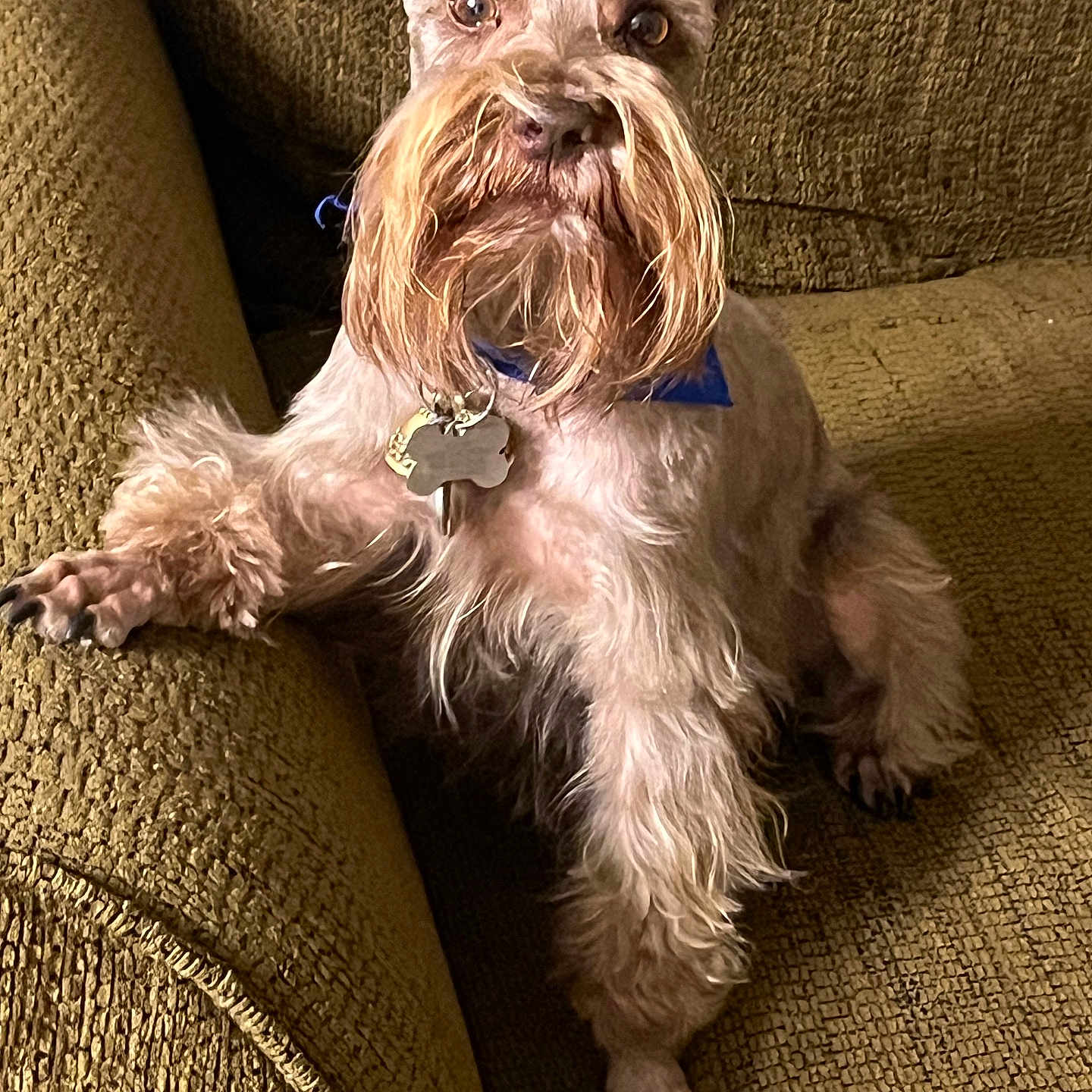 Cocoa joined the competition — help win amazing prizes! animal, beard, brown, canine, collar, companion, couch, dog, fur, furniture, indoor, looking_at_camera, mammal, paw, pet, relaxed, schnauzer, seated, tag, texture
