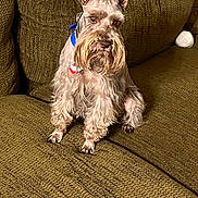 Cocoa joined the competition — help win amazing prizes! dog, schnauzer, pet, indoor, couch, furniture, brown, fur, collar, tag, animal, sitting, portrait, canine, eyes, beard, ears, paw, texture, closeup