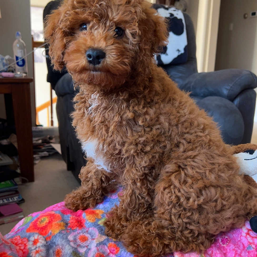 Ozzy joined the competition — help win amazing prizes! adult, animal, architecture, building, canine, couch, cushion, dog, female, furniture, homedecor, indoors, livingroom, person, pet, poodle, puppy, room, terrier, woman