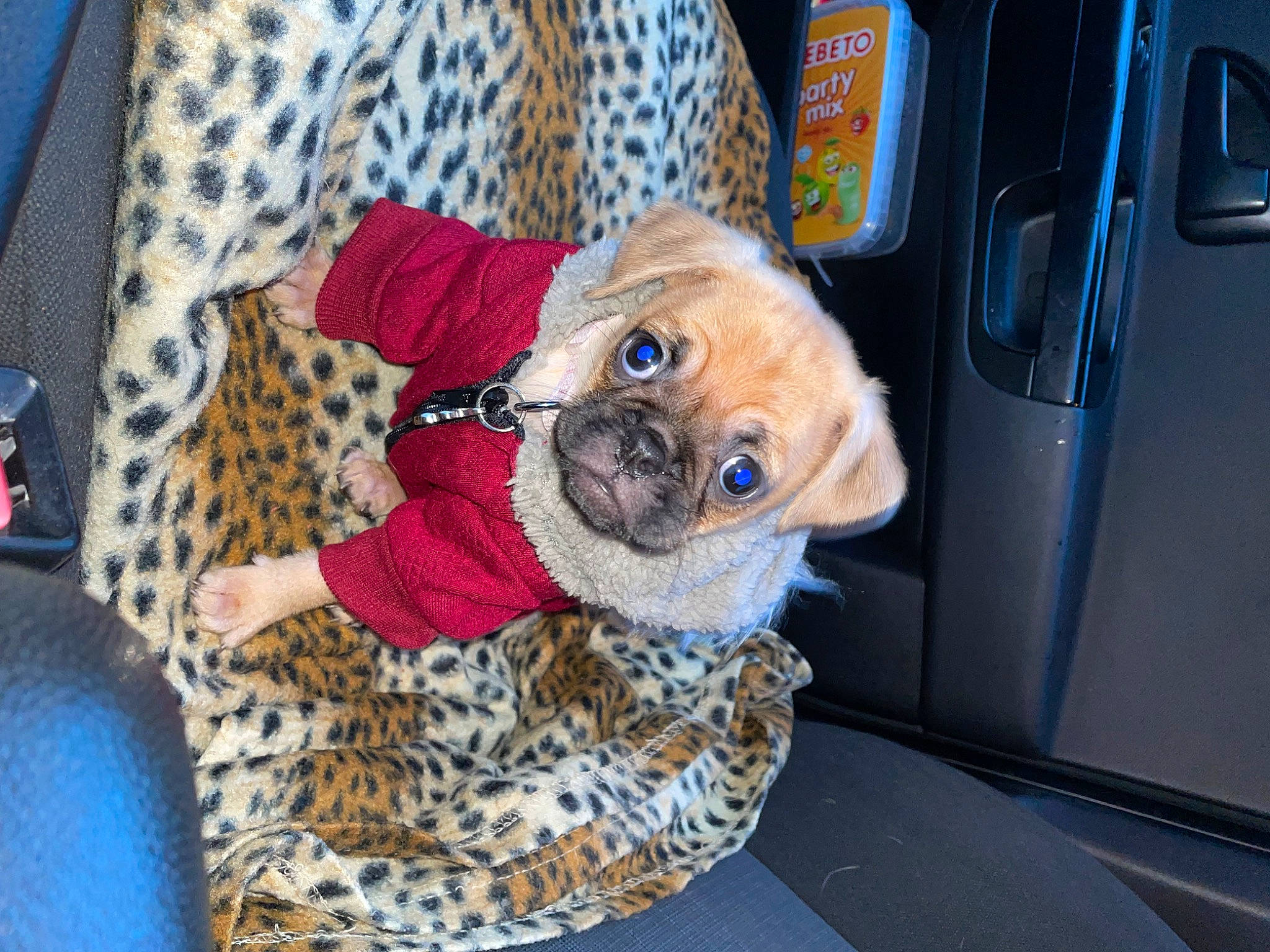 Bella joined the competition — help win amazing prizes! automotive_lighting, carnivore, companion_dog, dog, dog_breed, dog_clothes, dog_supply, electric_blue, eyewear, fawn, glasses, pattern, pet_supply, plaid, sleeve, snout, sunglasses, toy_dog, vehicle_door, vision_care