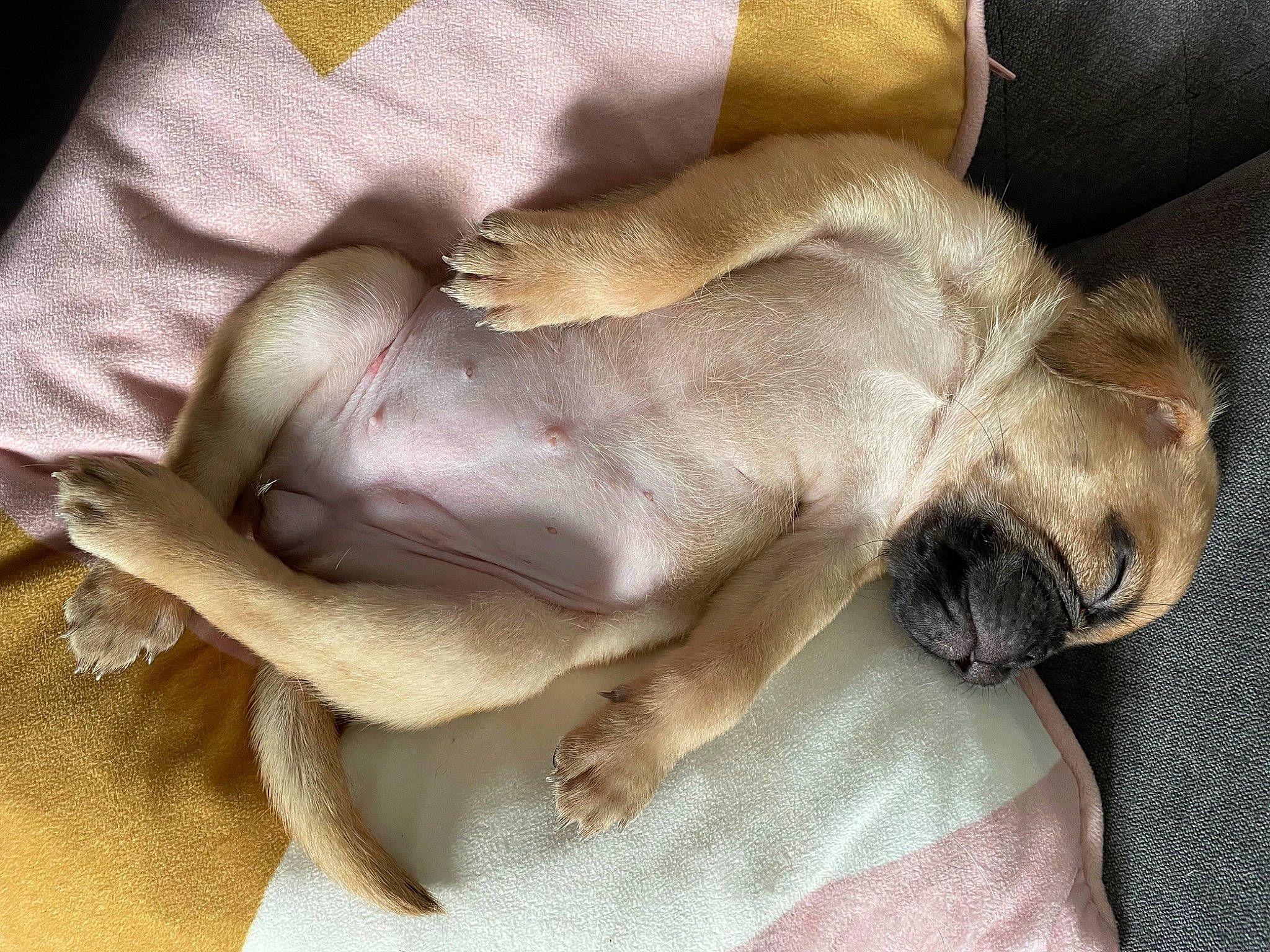 Bella is registered to the contest to win money with this photo: canidae, carnivore, comfort, companion_dog, dog, dog_breed, dog_supply, fawn, felidae, fur, grey, linens, liver, nap, paw, sporting_group, terrestrial_animal, whiskers, working_animal, wrinkle