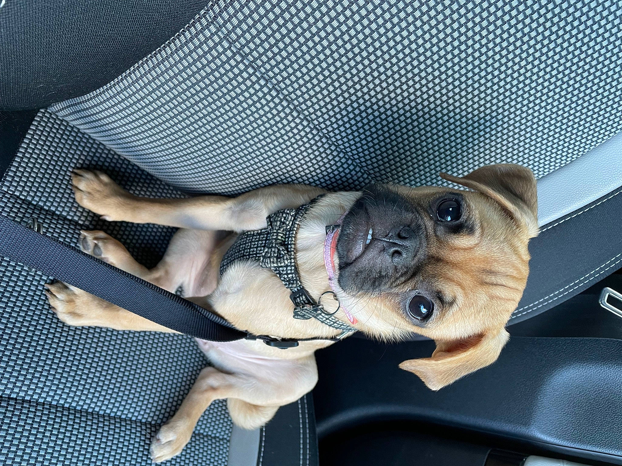 Bella joined the competition — help win amazing prizes! auto_part, carnivore, collar, comfort, companion_dog, dog, dog_breed, dog_supply, eyewear, fawn, linens, pattern, pet_supply, pug, snout, sporting_group, thigh, toy_dog, vehicle_door, working_animal