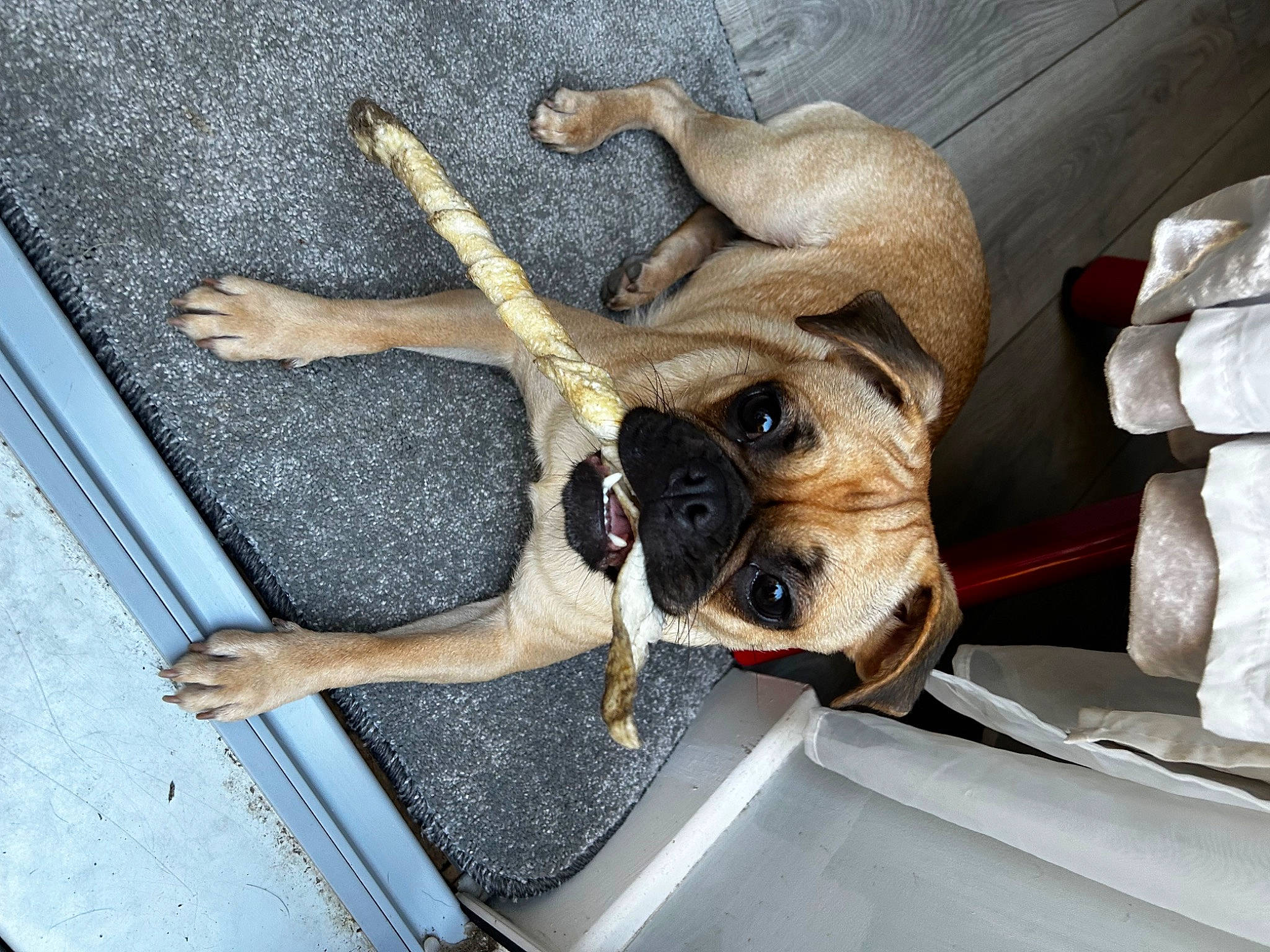 Bella is registered to the contest to win money with this photo: canidae, carnivore, comfort, companion_dog, dog, dog_breed, dog_collar, dog_supply, fawn, guard_dog, non_sporting_group, paw, pet_supply, selfie, snout, sporting_group, toy_dog, vehicle_door, windshield, working_animal